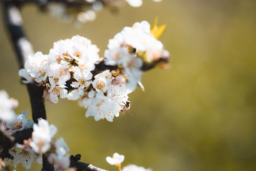 白色樱花在春天绽放的特写中，一只蜜蜂盘旋其上
