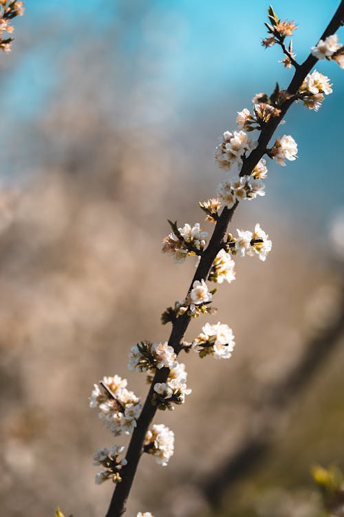 Fotobanka s bezplatnými fotkami na tému biele kvety, čerešňový kvet, jar