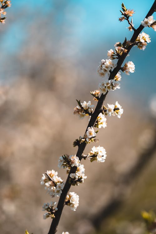 Cherry Blossom Flowers on a Branch