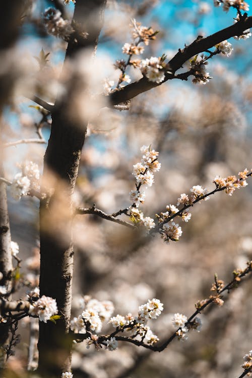 Close Up Shot of a Cherry Blossoms