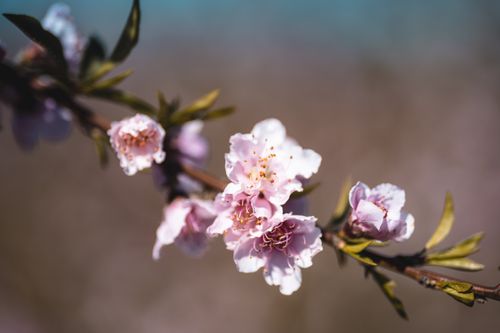 Free Gorgeous close-up of blooming pink plum blossoms on a branch with a blurred background. Stock Photo
