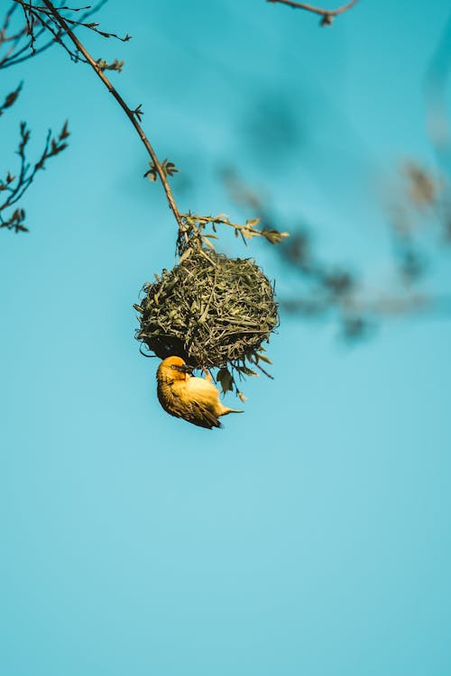 Bird Nest Photos, Download The BEST Free Bird Nest Stock Photos & HD Images