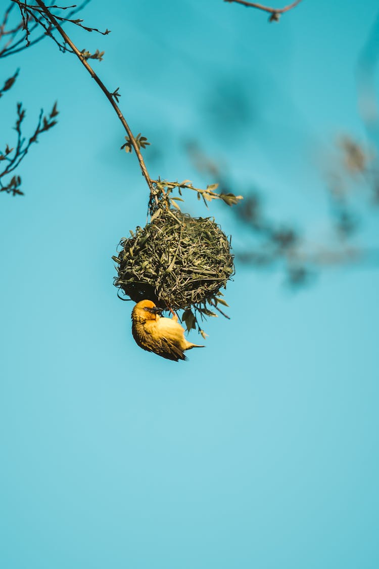 Yellow Bird On Brown Nest