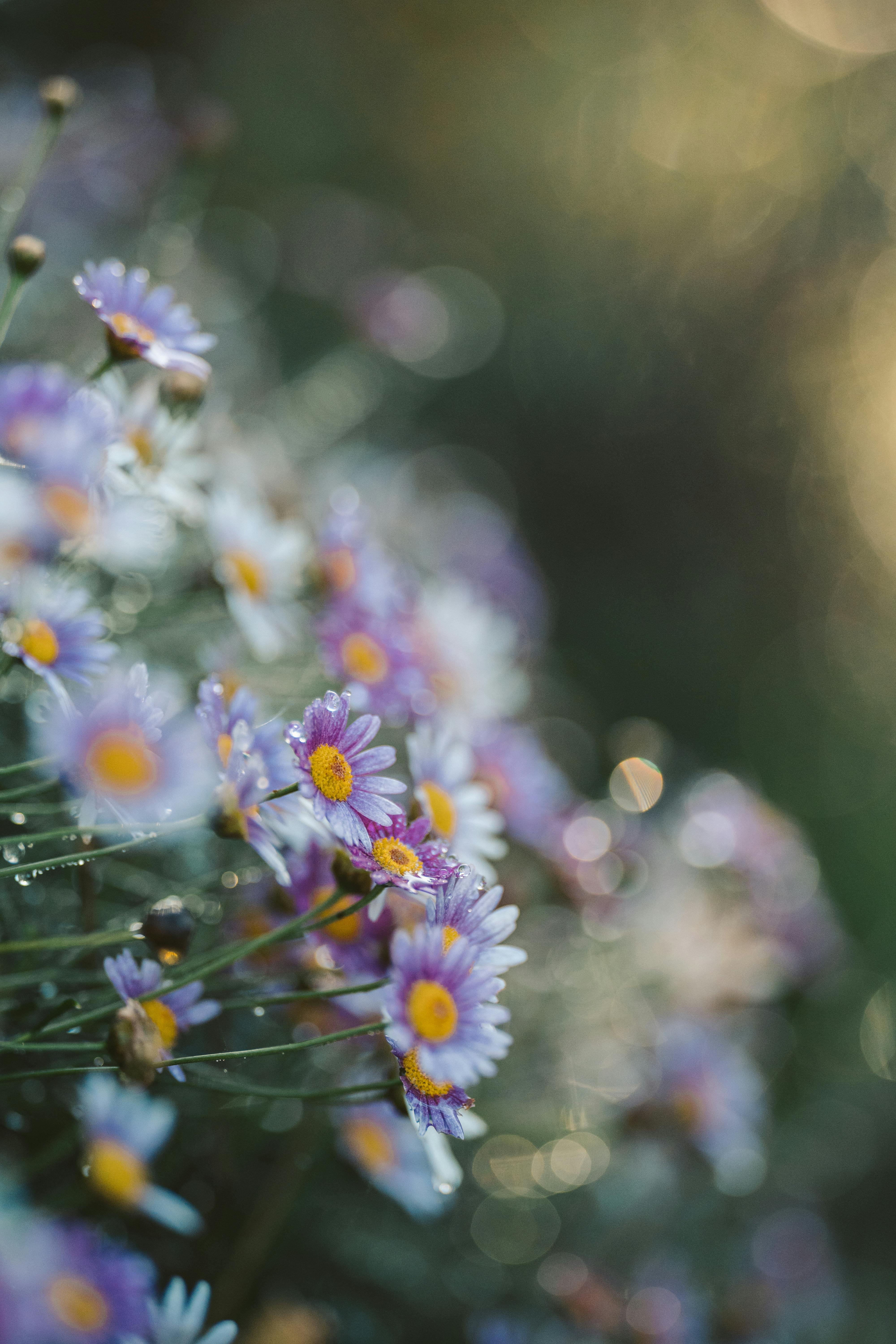 在柔和的自然光下，拍摄了紫色雏菊与露珠的宁静特写