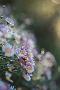 在柔和的自然光下，拍摄了紫色雏菊与露珠的宁静特写