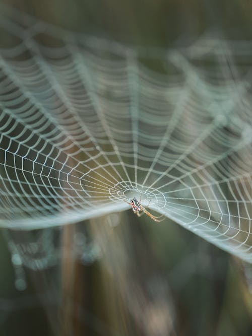 Close up of a Spider