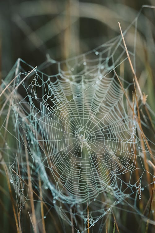 Photos gratuites de arachnide, araignée, arrière-plan flou