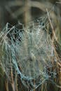 Close-Up Photo of a Spider Web
