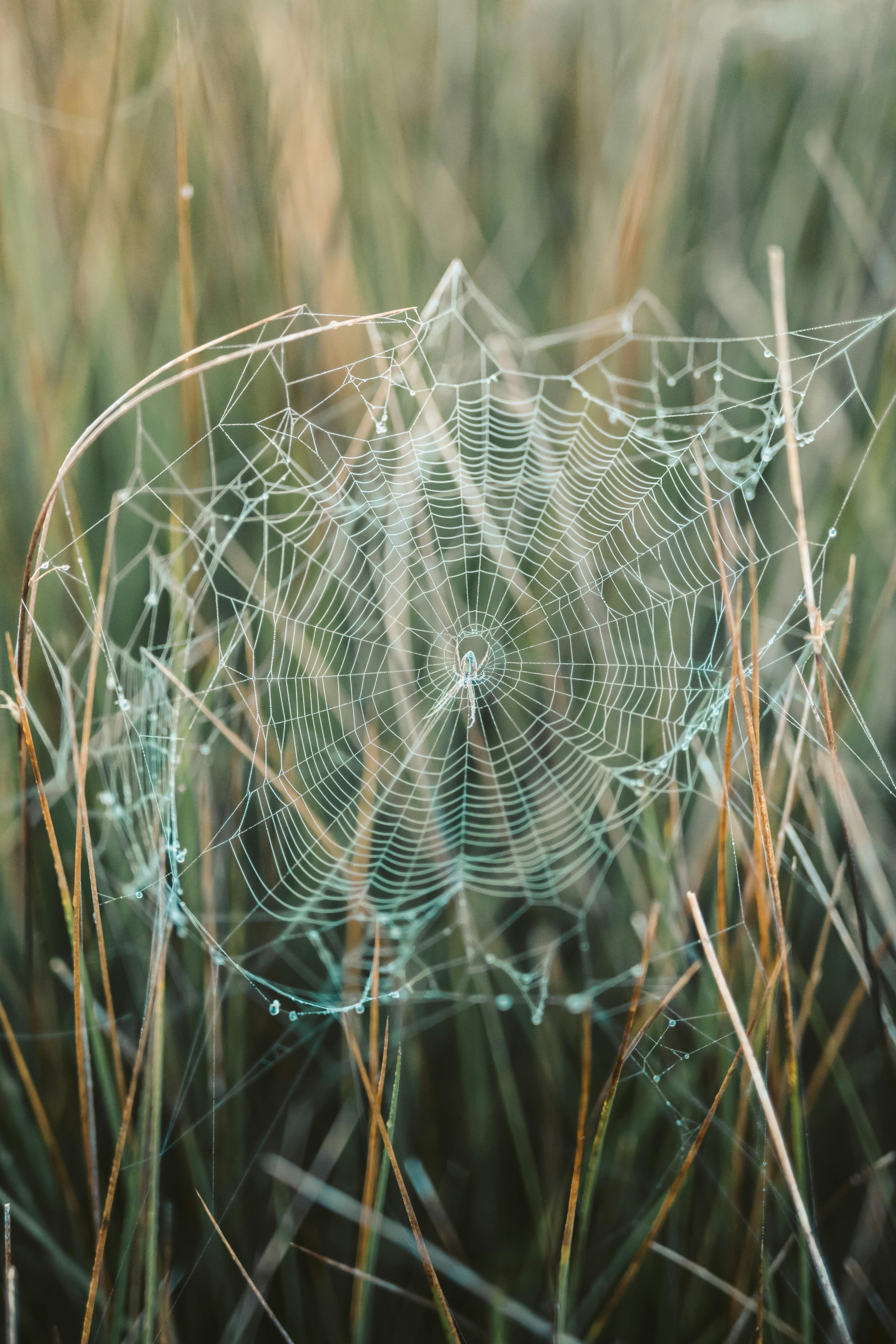 spider web on grass