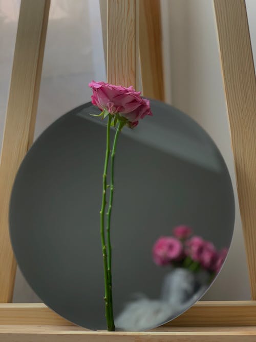 Fragile pink rose on long thin leafless stem near oval mirror on beige wooden easel in bright room