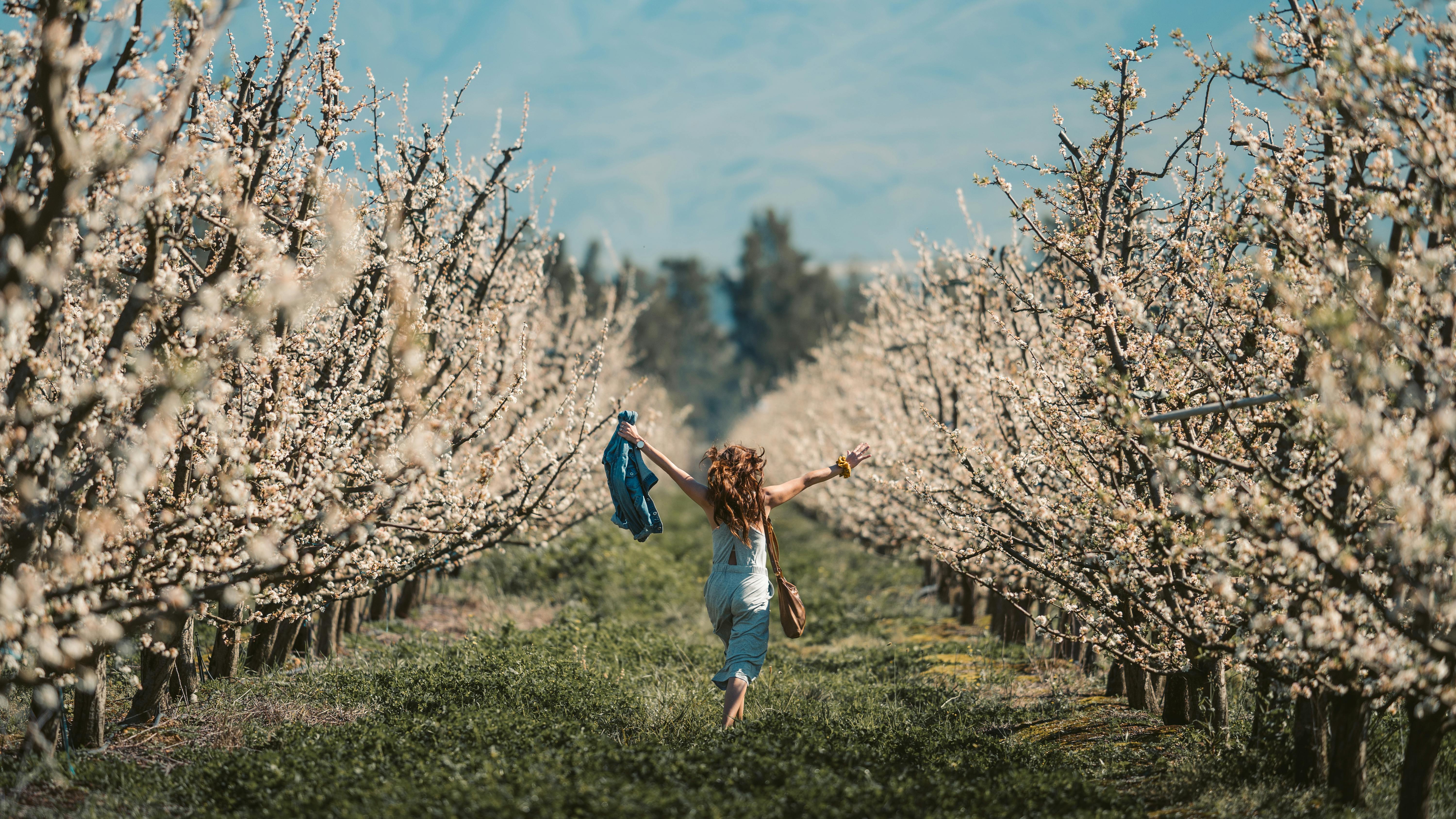 春天，一位无忧无虑的女人举起双臂，穿过盛开的果园