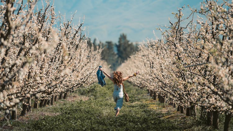 Back View Of A Woman In A Field Of Cherry Blossoms