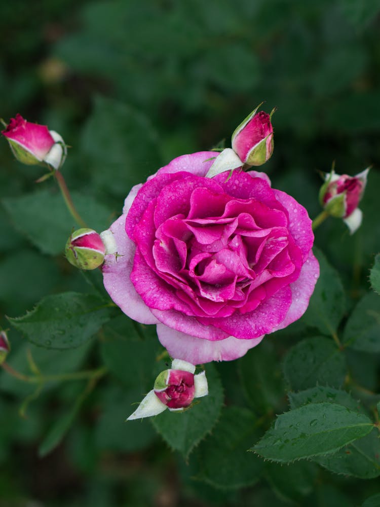 A Blooming Pink Hybrid Tea Rose 