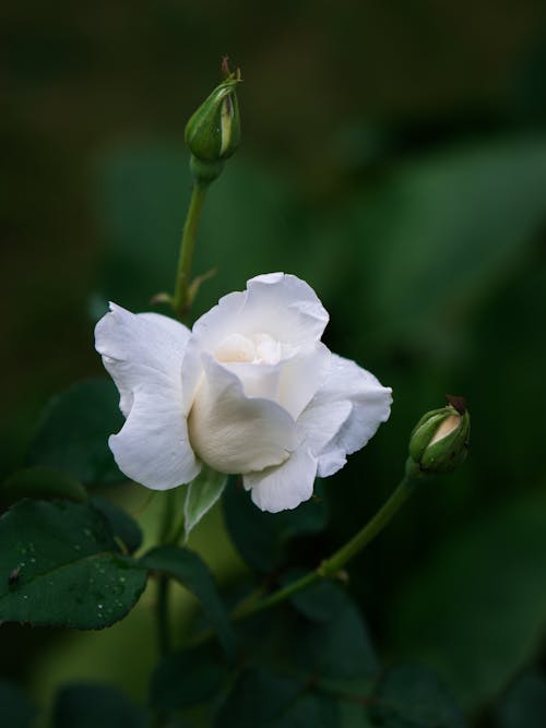 Gratuit Imagine de stoc gratuită din alb, elegant, floare Fotografie de stoc