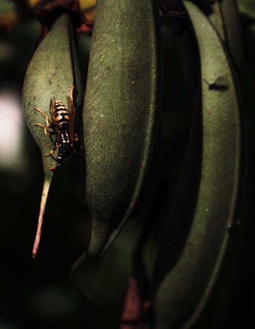 Closeup of wasp insect sitting on green bean pod growing in garden against blurred background