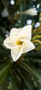 White and Yellow Flower in Close Up Photography