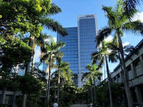 Low Angle View of Modern City Building and Palm Trees