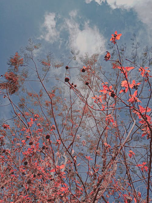 秋の気分, 紅葉, 美しい空の無料の写真素材