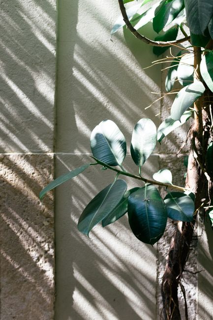 Close-up of green leaves with sunlight shadows on a stone wall, creating a natural texture.