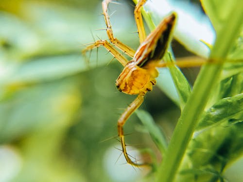 Free Macro Photography of a Spider Stock Photo