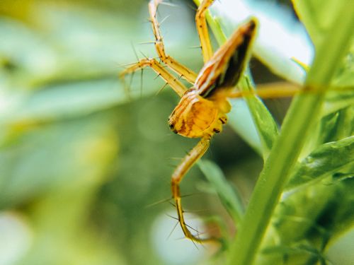Free Macro shot of a spider on a leaf with a blurred green background, highlighting nature's detail. Stock Photo