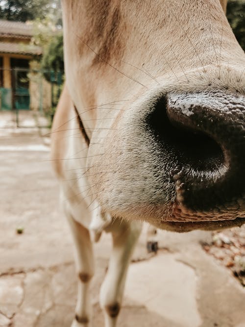 Close Up of a Cow