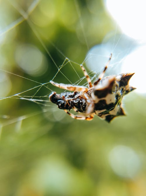 Foto stok gratis arakhnida, aranha espinhosa, berbayang