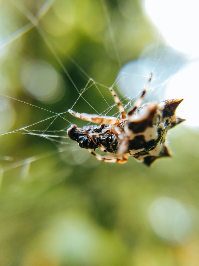 Spider on its web