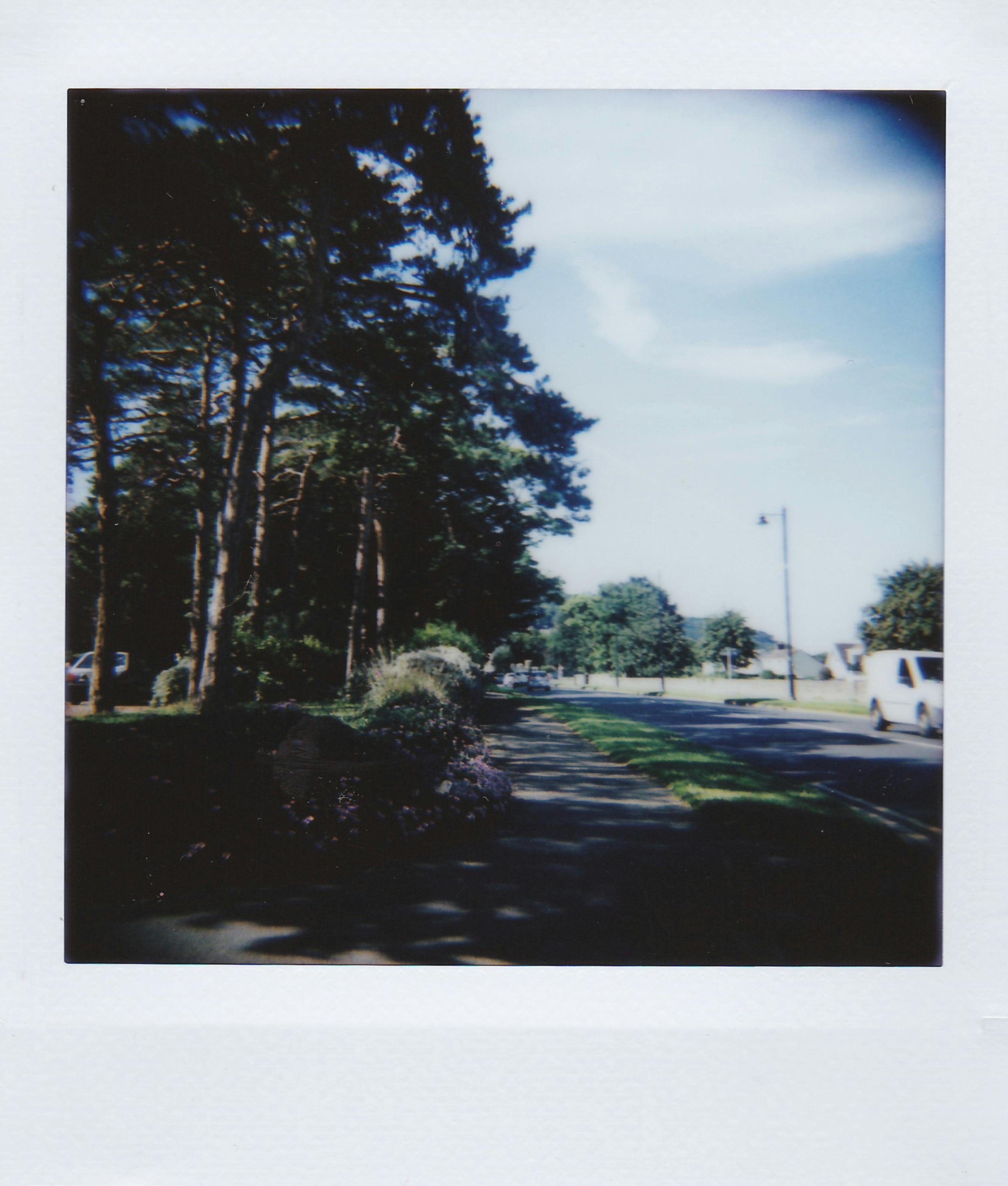 A tranquil suburban street lined with tall pine trees on a bright sunny day.