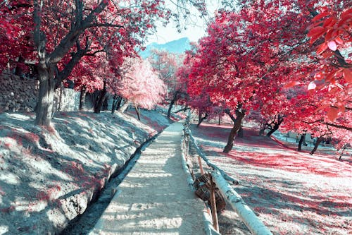 Pink Cherry Blossom Trees on Gray Concrete Road