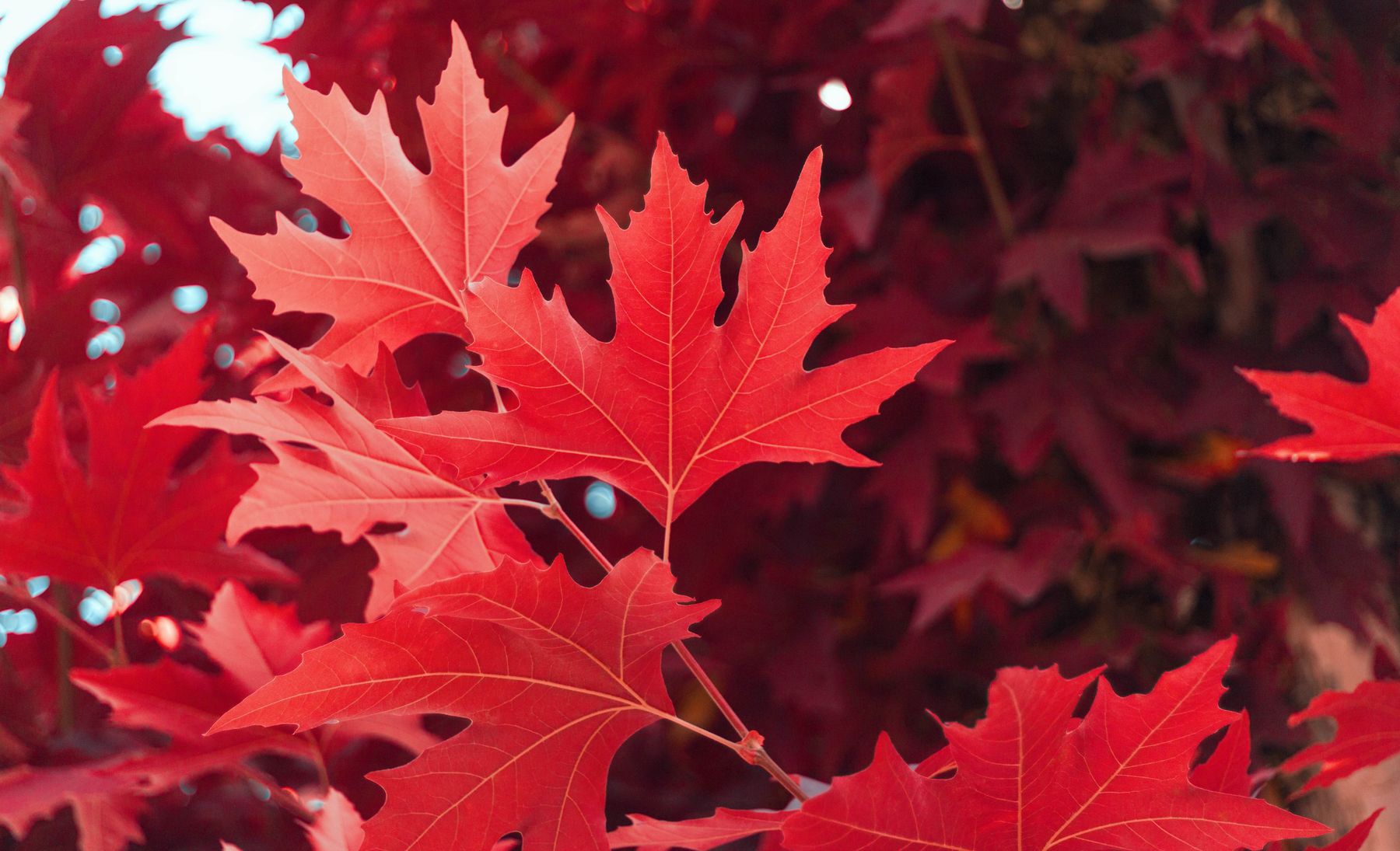 Close-up of bright red maple leaves in autumn, Chitral, Pakistan.