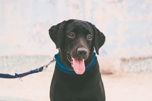 Gratis stockfoto met beest, detailopname, dierenfotografie