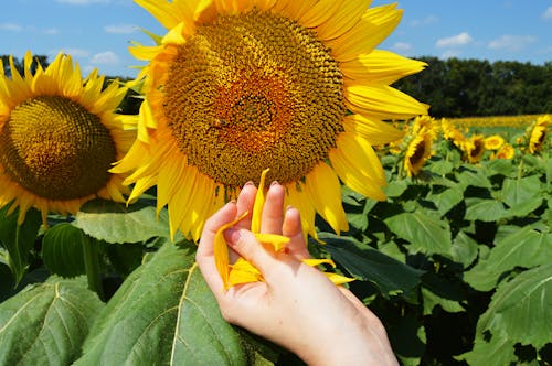 Close-Up Shot of a Person Touching a Sunflower