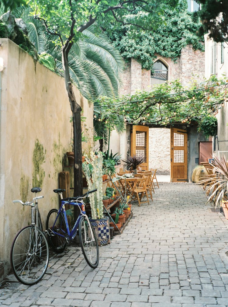 Bicycles Parked Under A Tree