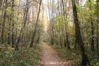 Brown Pathway Between Tall Trees