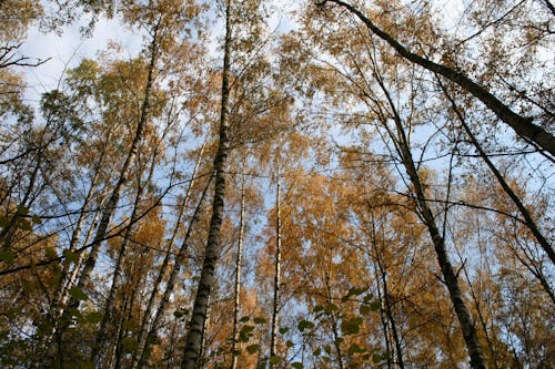 Gratis lagerfoto af bark, blå himmel, høje træer