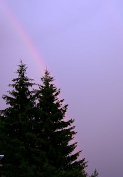 日落时分，一道充满活力的彩虹在常绿松树间拱起，构成宁静的景象