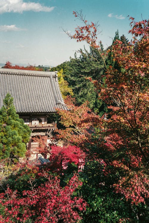 House Surrounded by Colorful Trees