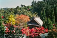 探索一座宁静的日本花园，欣赏生动的秋叶与传统建筑
