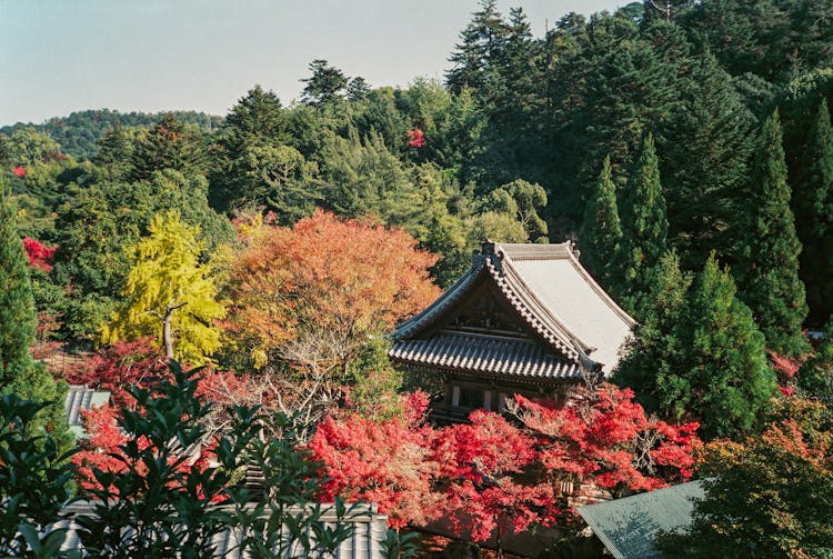 Brown And White House Surrounded By Trees