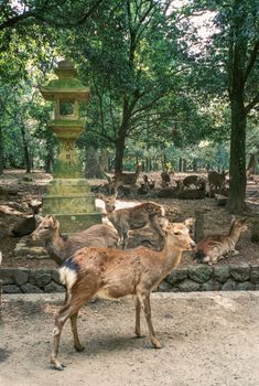 在日本奈良公园的宁静环境中，一群梅花鹿自由漫游