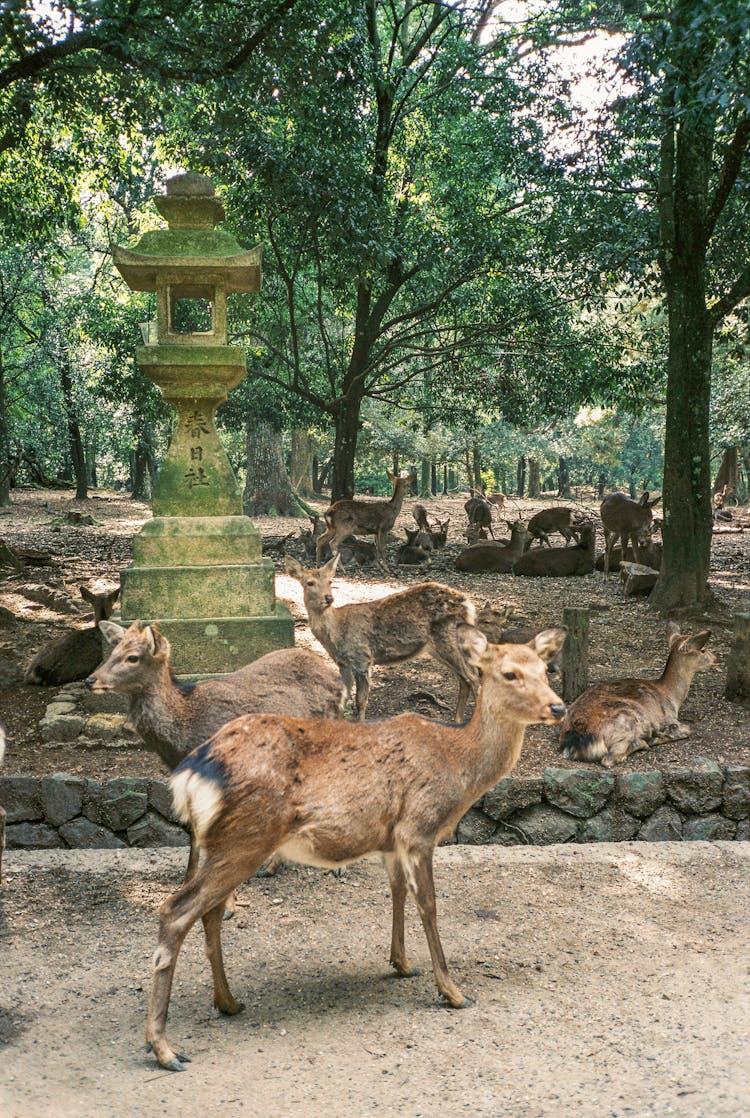 Brown Deers On Brown Sandy Ground 