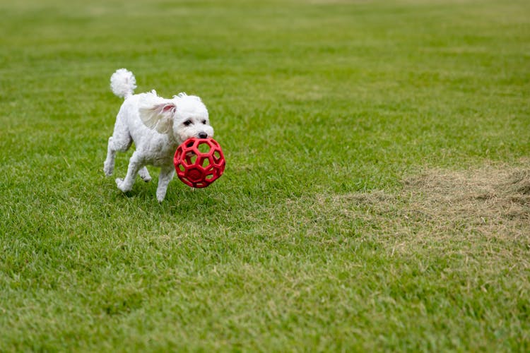  White Poodle Running While Biting A Red Plastic Ball