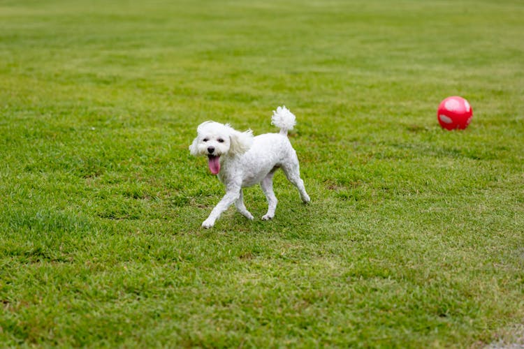 White Poodle Running On Green Grass Field