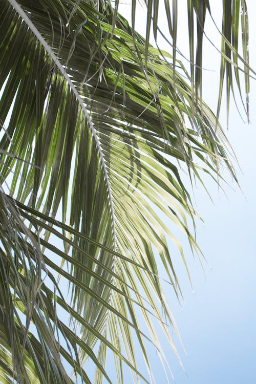 Free Green Palm Tree Leaves  Stock Photo
