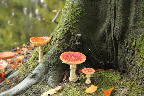 Orange Mushrooms on Big Tree Roots