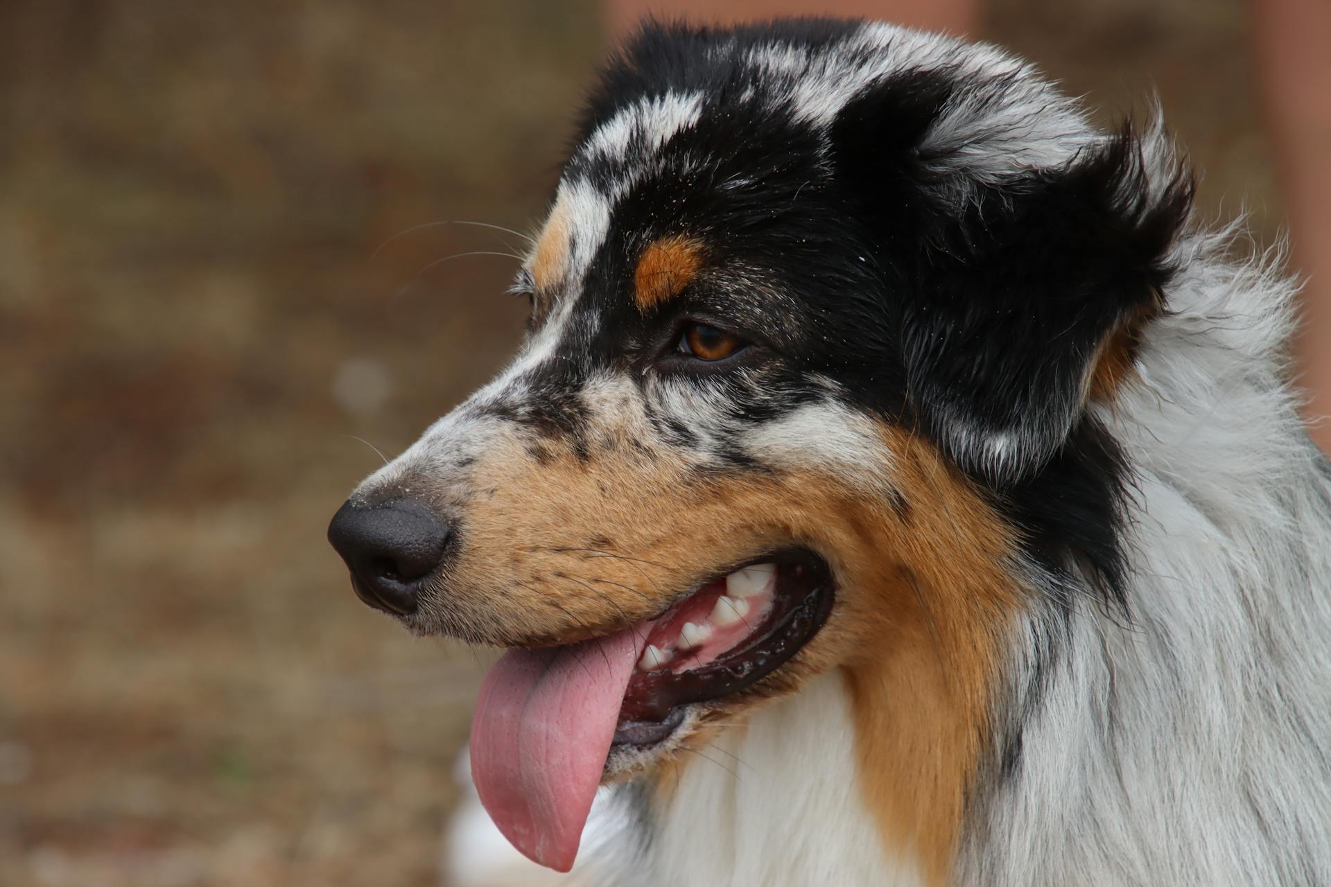 An Australian Shepherd Dog