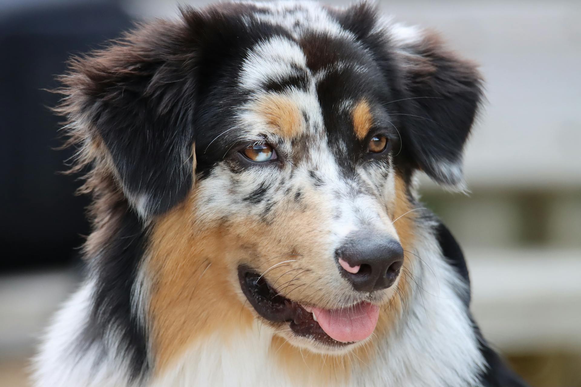 Black White and Brown Long Coated Dog