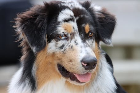 Close-up portrait of an adorable Australian Shepherd dog with tongue out, displaying its beautiful tricolor fur.