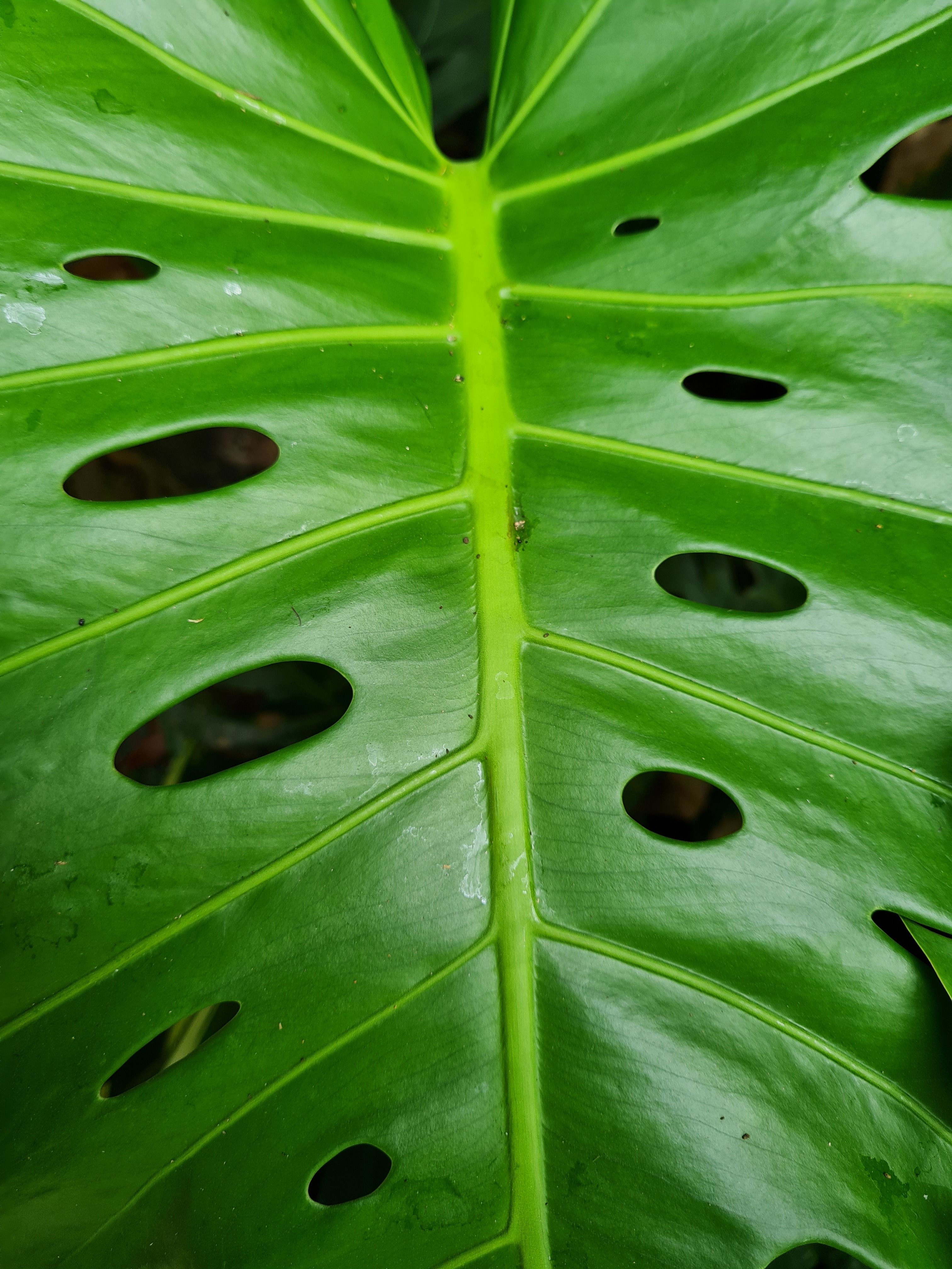 A Big Leaf with Holes · Free Stock Photo